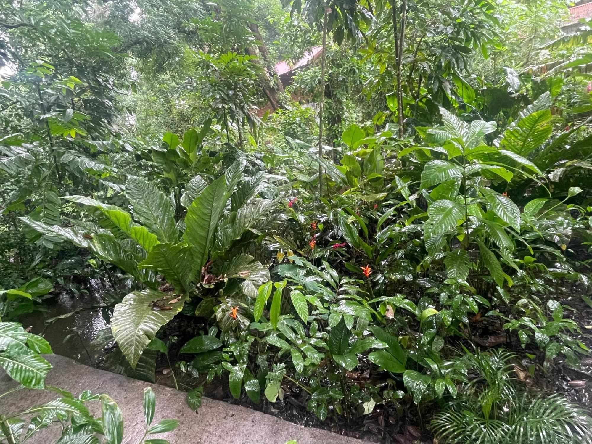 Casa Jaguar Tortuguero Villa Buitenkant foto